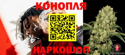 крисы Малгобек